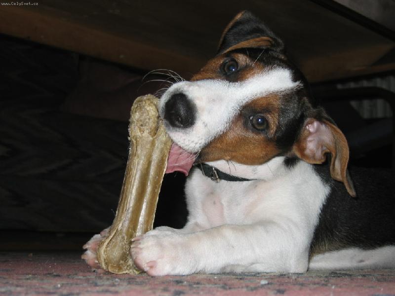 Foto: Mlask kost-Hugo