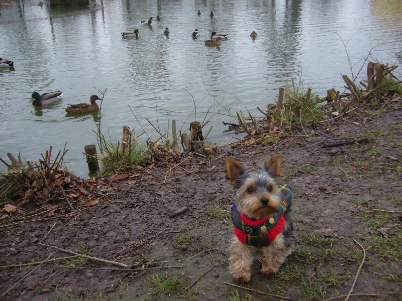 Foto: skoda ze ty kacky nejsou na brehu bych je poradne prohnala!!!