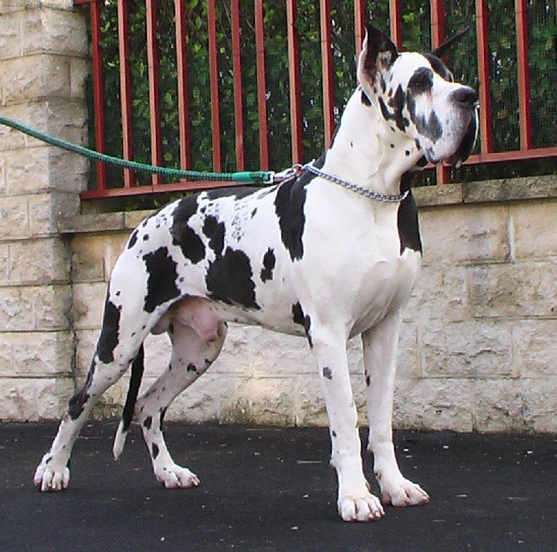 Foto: Roger de Misandre