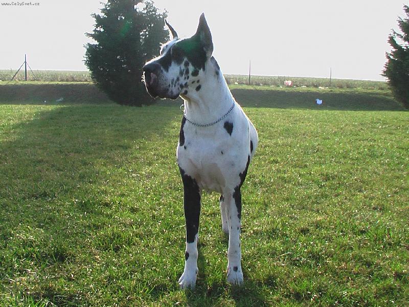 Foto: Nike Mirez Bohemia