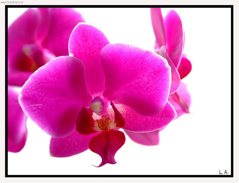 Foto: Orchidej