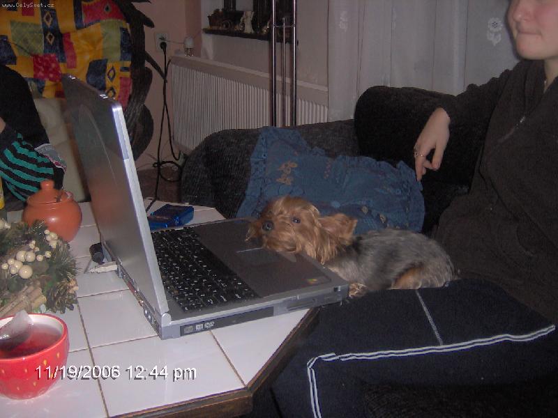 Foto: To v��n� surfov�n� po internetu docela unav�:o\\)