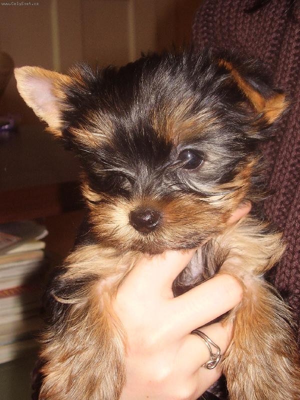 Foto: Daisy miminko-je�t� u maminky