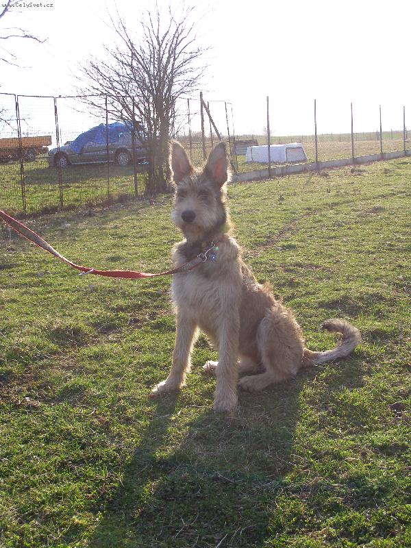 Foto: BIJOU DE L�AVOCAT DE LA TOUR 5 m�s�c�