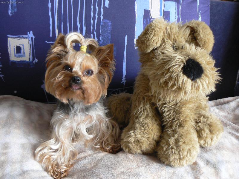 Foto: Ad�lka-m�m v�t��ho ply��ka,ne� psa!