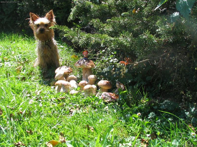 Foto: jak �la Eng� na houby