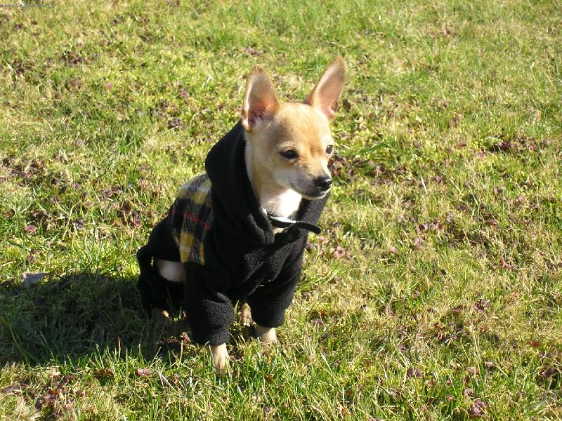 Foto: Denny na zahr�dce