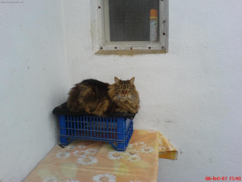 Foto: M�na je v�rn� jako pes-St��� 2,5 roku