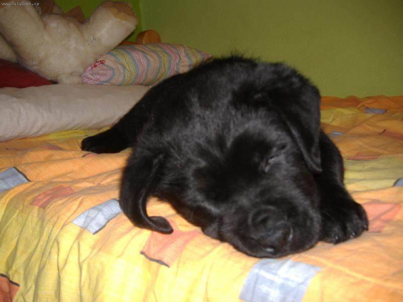 Foto: Sid-dvoum�s��n� k��enec Labradora a Rotvajlera