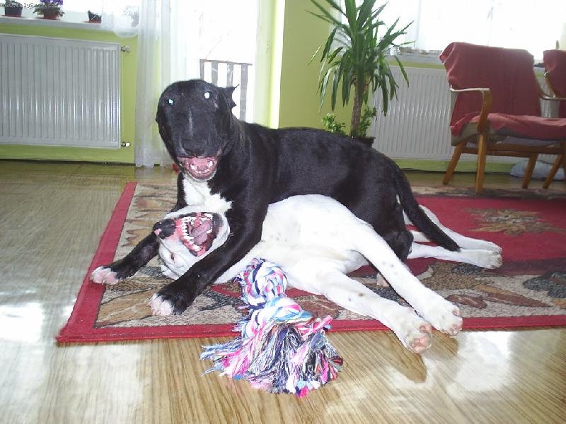 Foto: Ozzy a Danny-Kdo koho p�epere?