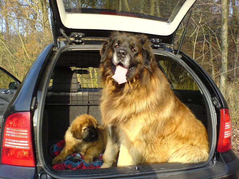 Foto: Brit Kon�iny-j�zda v aut� - to j� r�d