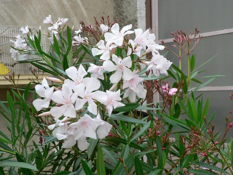 Foto: sv�tle r��ov� z Francie