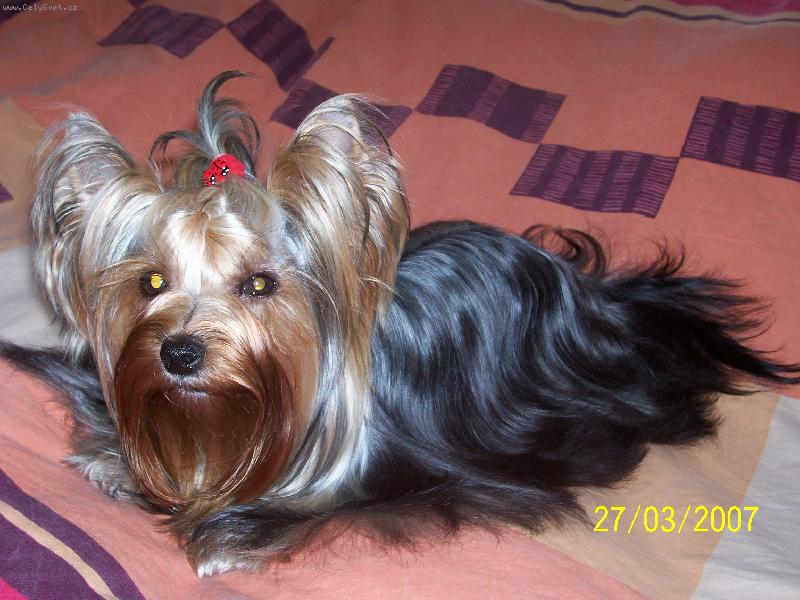 Foto: Bessy-www.jork-bessy.estranky.cz