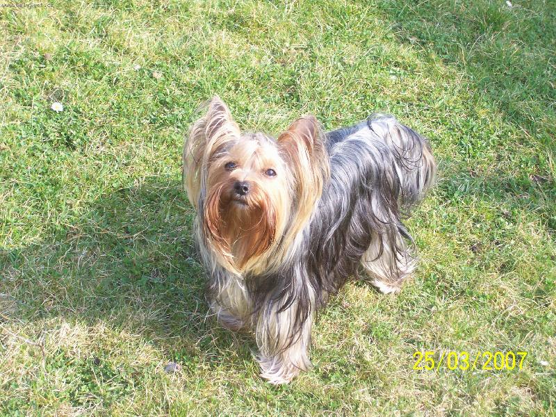 Foto: Bessy-www.jork-bessy.estranky.cz