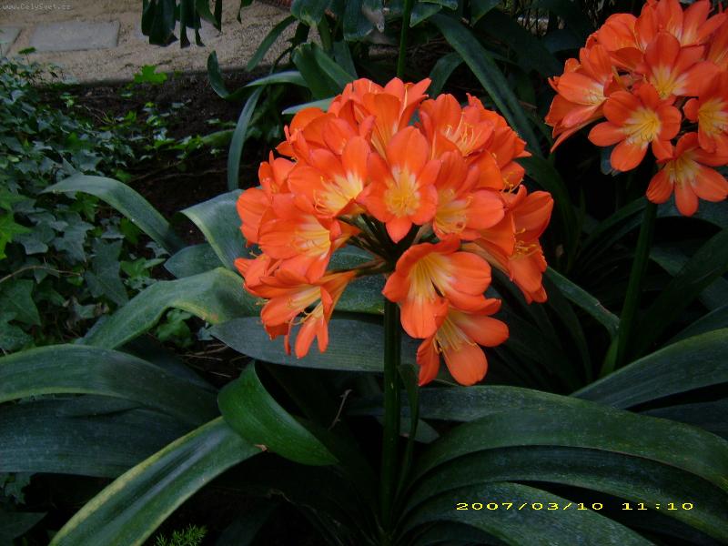 Foto: oran�ov� kv�t-z palmov�ho sklen�ku