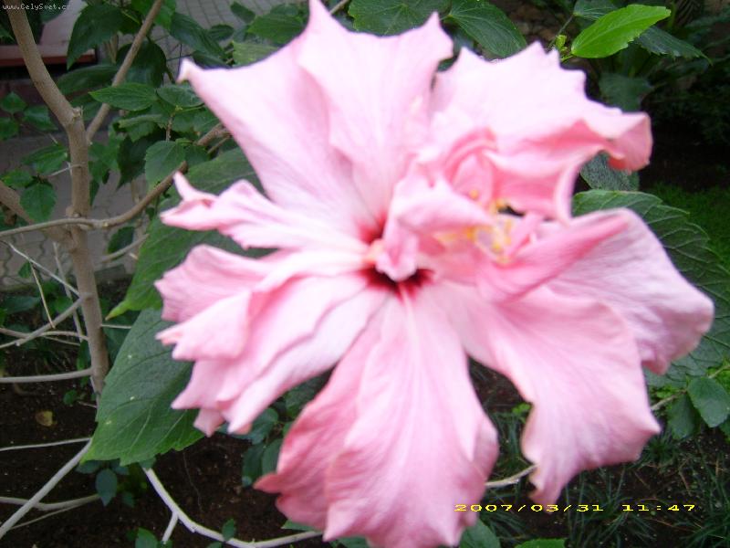 Foto: ibi�ek-r��ov�