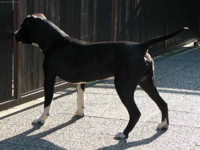 Foto: ARNY-aaaa...je tam ko�i�ka