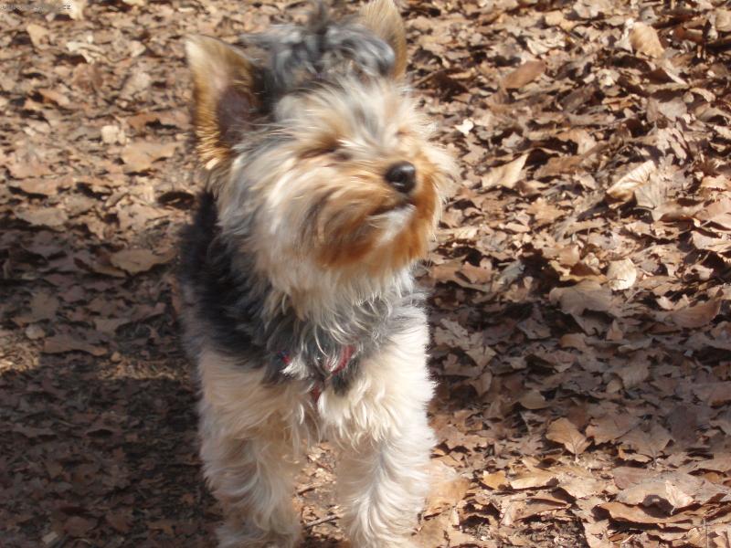 Foto: Kity-Kity na v�lete