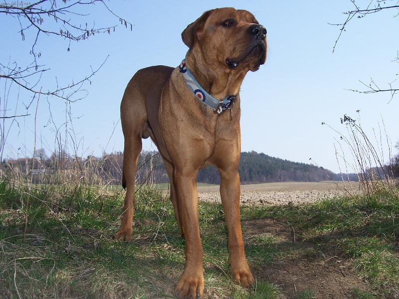 Foto: Cayroschi Diamant severu