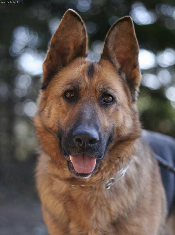 Foto: Guta Corov-zlat��ko