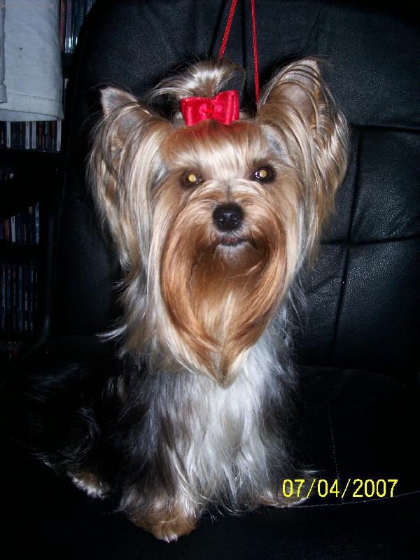 Foto: Bessy-www.jork-bessy.estranky.cz