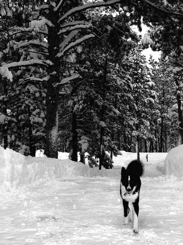 Foto: Zima v Koloradu-Ajka z Montany