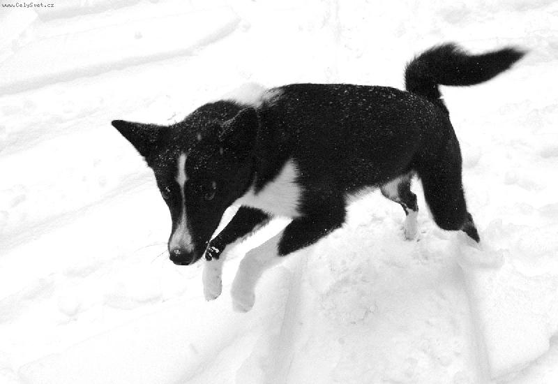 Foto: Kolorado-Ajka z Montany