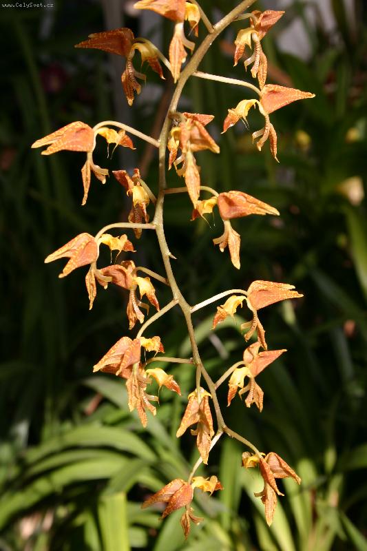 Foto: Orchidea-Fotky od Anonyma !!!