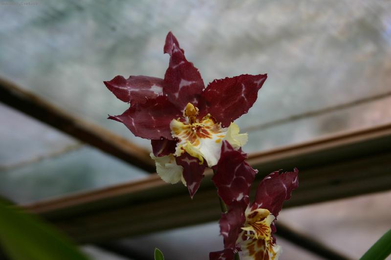 Foto: Orchidea-Fotky od Anonyma !!!