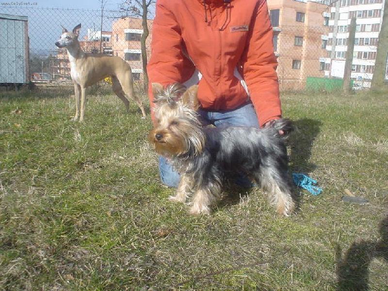 Foto: Nelinka-Snaha o v�stavn� postoj