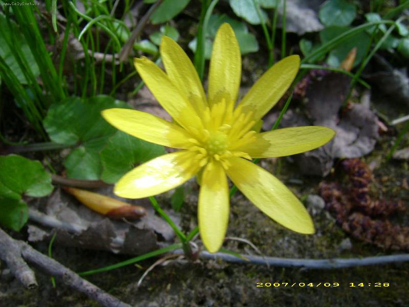 Foto: �lut�  kv�t-z proch�zky