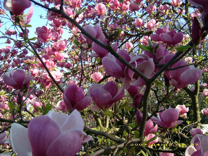 Foto: Magnolie-z  proch�zky