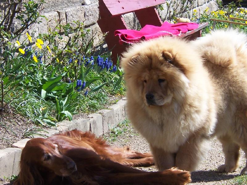 Foto: kamar�dky-Amanda a Dorinka