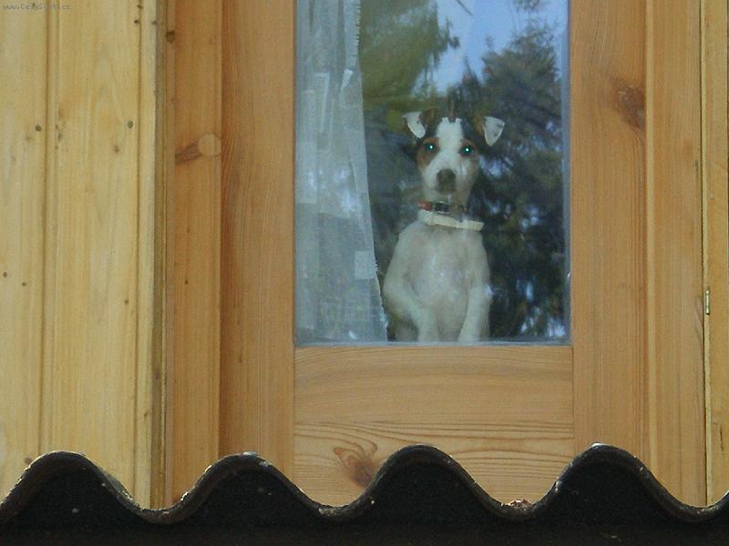 Foto: Agnes-za oknem