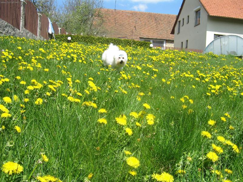 Foto: Shereen mezi pampeli�kama