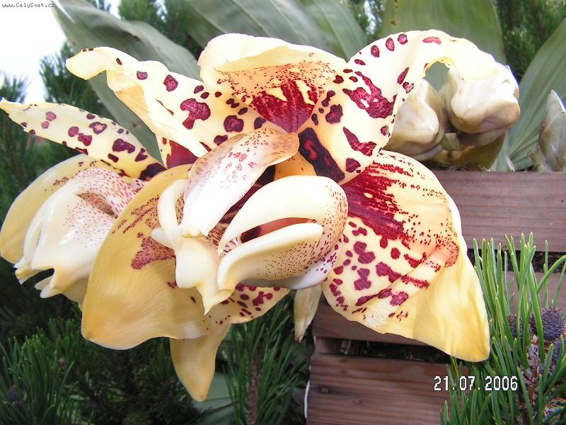 Foto: Stanhopea tigrina-Anonym