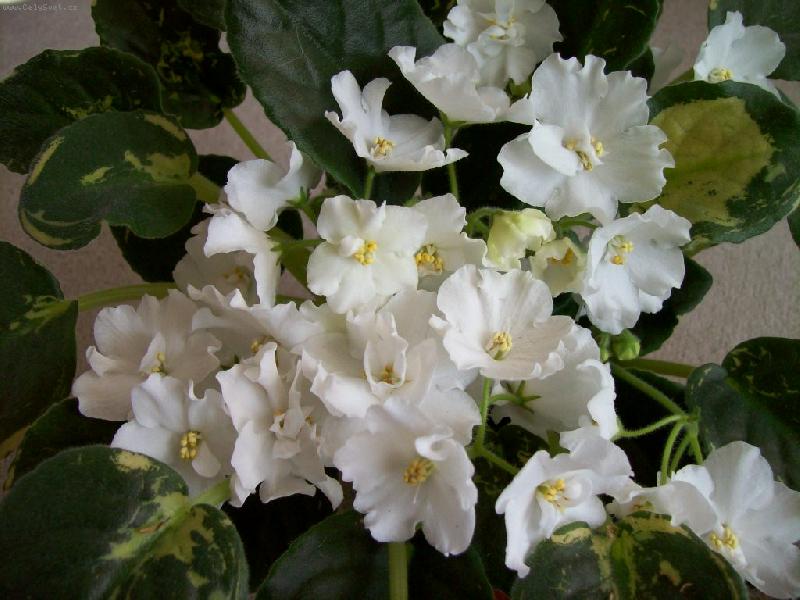 Foto: b�l� fialka