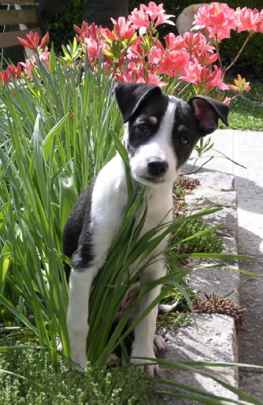 Foto: JARO V PERU PO �ESKU-�t���tko peru�nsk�ho nah��e - st��� 11 t�dn�