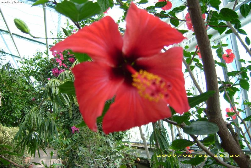 Foto: ibi�ek-z palmov�ho sklen�ku -