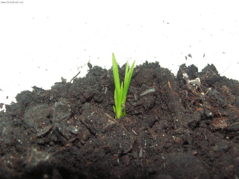 Foto: M�s�c star�-...a takhle to za��n�...