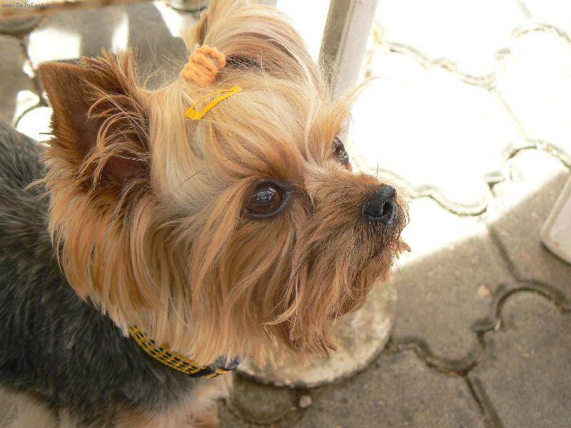 Foto: kuk-Ad�lka pod stolem