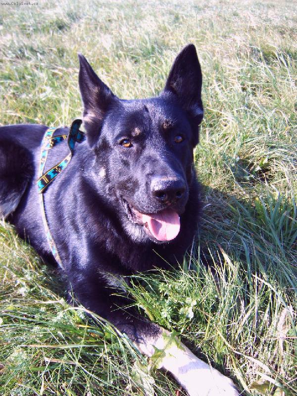 Foto: Merlin odpo��v�