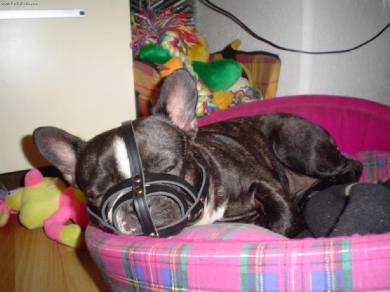 Foto: N�hubek-Gabi alias Hanibal Lecter