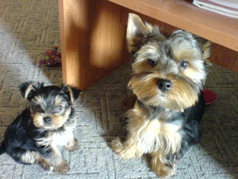 Foto: Mal� a velk�