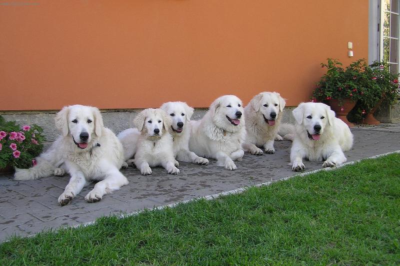 Foto: ORLICK� TALISMAN-V�ude bylo b�lo