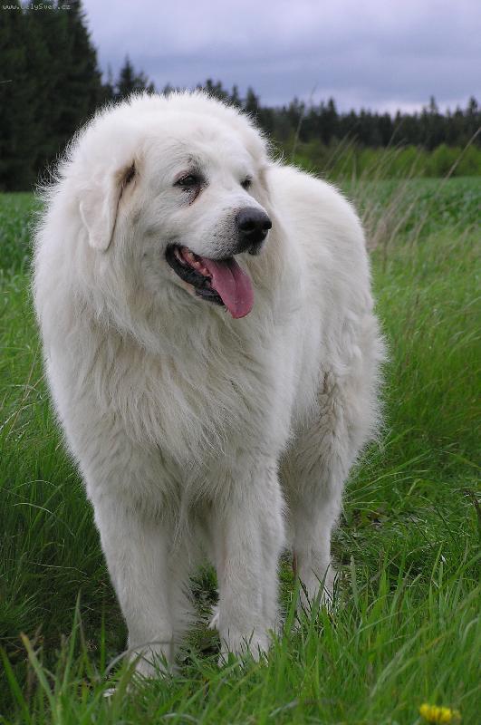 Foto: ORLICK� TALISMAN-Ch.Irro z Dlouh�ch drah