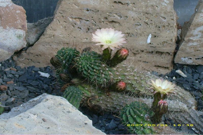 Foto: kvetoucí kaktus-krása s ostny