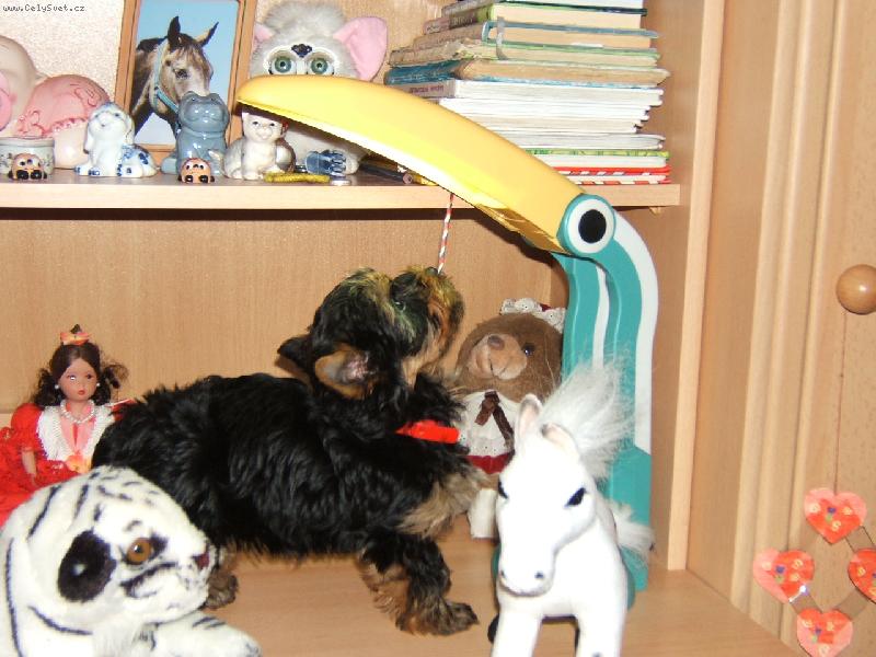 Foto: Ben��ek-N� ply���ek