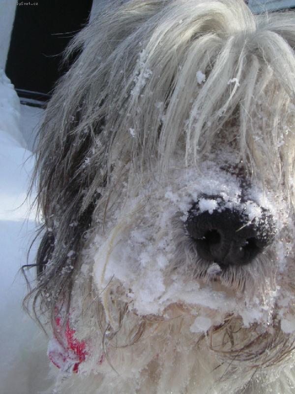 Foto: Egrif Majoli Inu ve sv�m �ivlu..=)