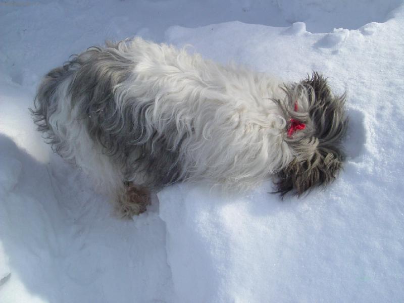 Foto: Egrif Majoli Inu podruh�....hledal my�kuu..=)